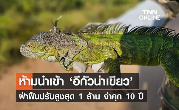 กรมอุทยานฯ ออกประกาศห้ามนำเข้า ‘อีกัวน่า’ ฝ่าฝืนจำคุก 10 ปี 