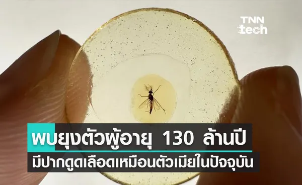 นักวิจัยจีนและเลบานอนพบฟอสซิลยุงที่เก่าแก่ที่สุดในโลก อายุ 130 ล้านปี !