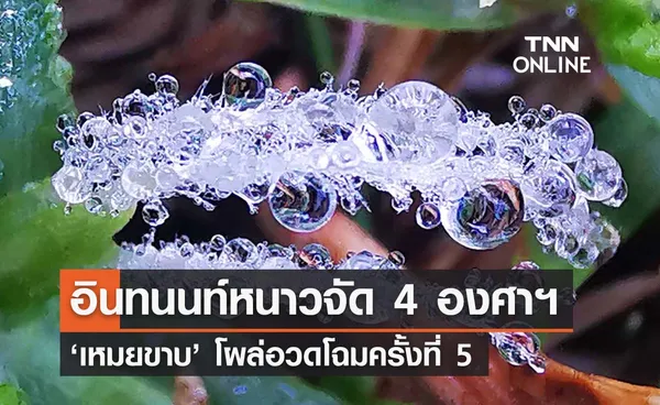 ‘ดอยอินทนนท์หนาวจัด’ ลดฮวบเหลือ 4 องศาฯ เหมยขาบโผล่ครั้งที่ 5 