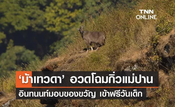 ‘ม้าเทวดา’ สัตว์หายากอวดโฉมกิ่วแม่ปาน - ดอยอินทนนท์เข้าฟรี ‘วันเด็ก’