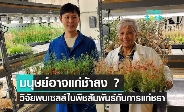 งานวิจัยที่อาจไขความลับต้านแก่ ? พบเซลล์ในพืชสัมพันธ์กับการแก่ชรา