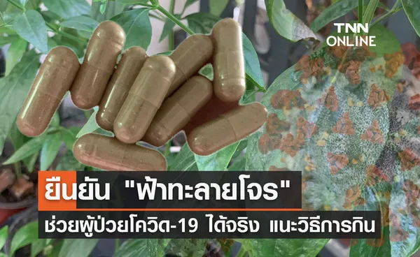 กรมการแพทย์แผนไทยฯ ยัน ฟ้าทะลายโจร ช่วยผู้ป่วยโควิด-19 ได้จริง 