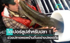 ท่อส่งปลา “Salmon Cannon” ช่วยปลาอพยพข้ามถิ่นอย่างปลอดภัยความไวสูง