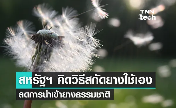 สหรัฐฯ คิดวิธีสกัดยางจากพืชท้องถิ่น หวังลดการนำเข้ายางธรรมชาติจากต่างประเทศ