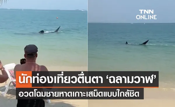 ตื่นตา! ‘ฉลามวาฬ’  อวดโฉมหาดเกาะเสม็ด - อ.ธรณ์เผยไม่เคยเห็นใกล้แบบนี้มาก่อน