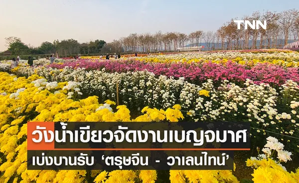 ‘ที่เที่ยววันตรุษจีน’ วังน้ำเขียวจัดงาน ‘เบญจมาศบาน’ สวยที่สุดใน 20 ปี 