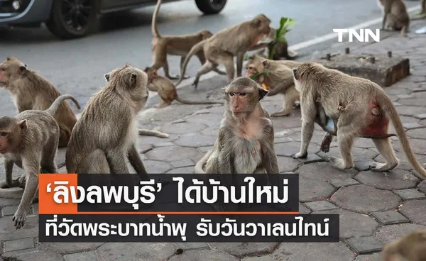 ‘ลิงลพบุรี’ ได้บ้านใหม่ที่วัดพระบาทน้ำพุรับวาเลนไทน์ บรรเทาประชากรล้นเมือง