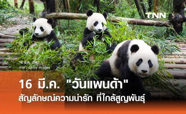 16 มี.ค. วันแพนด้า สัญลักษณ์ความน่ารัก ที่ใกล้สูญพันธุ์