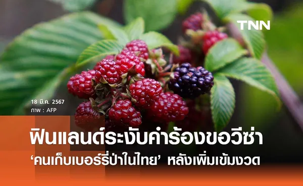 ฟินแลนด์ระงับคำร้องขอวีซ่า ‘คนเก็บเบอร์รี่ป่าในไทย’ 