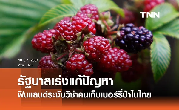 รัฐบาลเร่งแก้ปัญหาฟินแลนด์ระงับวีซ่าคนเก็บเบอร์รี่ป่าในไทย-เดินหน้าต่อต้านค้ามนุษย์