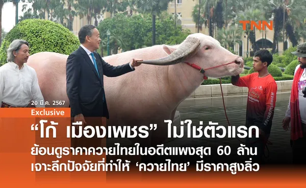 “โก้ เมืองเพชร” ไม่ใช่ตัวแรก ย้อนดูราคาควายไทยในอดีตแพงสุด 60 ล้าน 