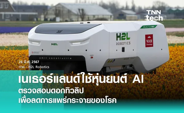 เนเธอร์แลนด์ใช้หุ่นยนต์ AI ตรวจสอบดอกทิวลิปเพื่อลดการแพร่กระจายของโรค