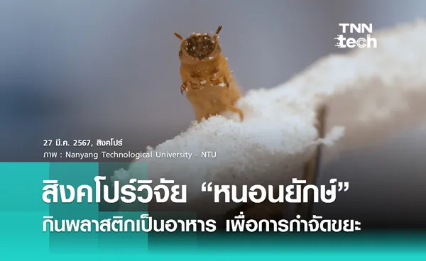 สิงคโปร์วิจัยหนอนยักษ์  “Superworm” กินพลาสติกเป็นอาหาร เพื่อการกำจัดขยะแนวใหม่