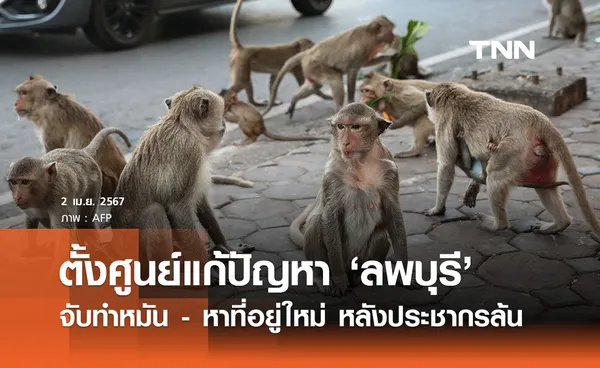 ทส. สั่งตั้งศูนย์ปฏิบัติการแก้ปัญหา ‘ลิงลพบุรี’ จับทำหมัน - หาที่อยู่ใหม่ 