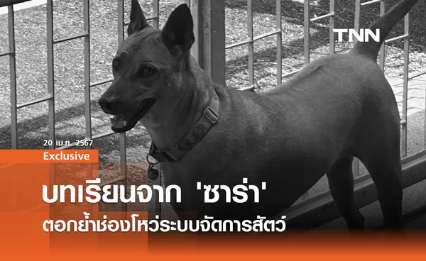 บทเรียนจาก 'ซาร่า' ตอกย้ำช่องโหว่ระบบจัดการสัตว์