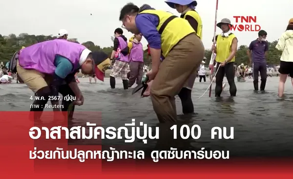 อาสาสมัครญี่ปุ่น 100 คน ช่วยกันปลูกหญ้าทะเล ดูดซับคาร์บอน