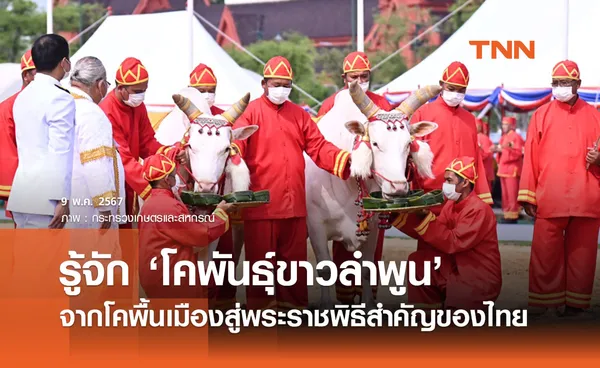 รู้จัก ‘พระโคพอ - พระโคเพียง’ จากโคพื้นเมืองขาวลำพูน สู่พระราชพิธีจรดพระนังคัลแรกนาขวัญ