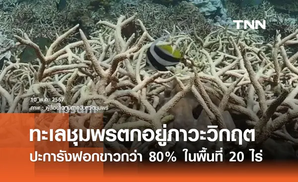 ทะเลชุมพรวิกฤต!  ‘ปะการังฟอกขาว’ 80% ในพื้นที่กว่า 20 ไร่ 