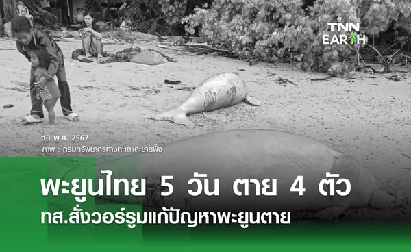 พะยูนไทย 5 วัน ตาย 4 ตัว ทส.สั่งวอร์รูมแก้ปัญหาพะยูนตาย