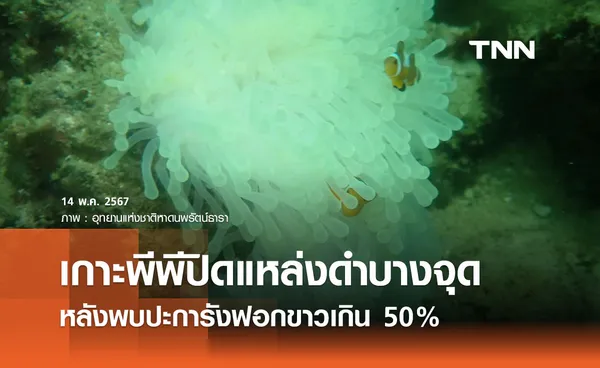 เกาะพีพีปิดแหล่งดำบางจุดชั่วคราว หลังปะการังฟอกขาวเกิน 50% 