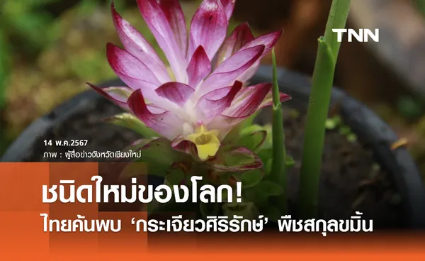 นักวิจัยไทยค้นพบ กระเจียวศิริรักษ์ พืชสกุลขมิ้น ชนิดใหม่ของโลก