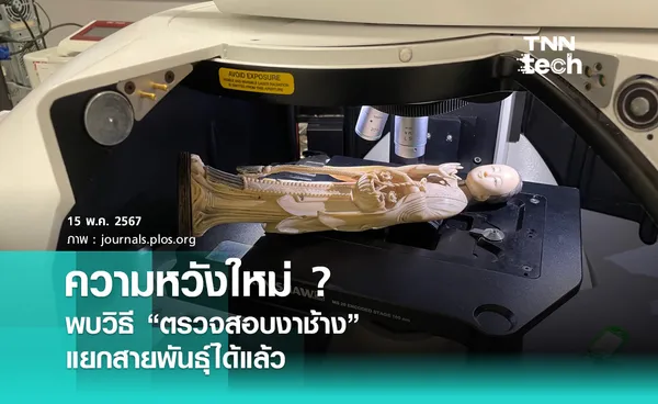 ความหวังใหม่ ? หยุดล่า “ช้าง” ผิดกฎหมาย พบวิธีตรวจสอบงาช้าง แยกสายพันธุ์ได้แล้ว