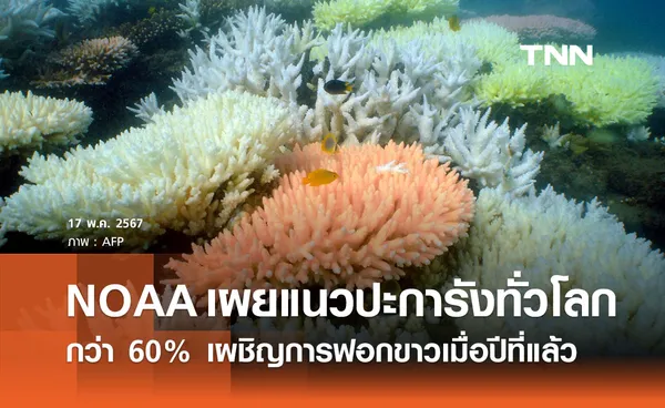 NOAA เผยแนวปะการังทั่วโลกกว่า 60% เผชิญการฟอกขาวเมื่อปีที่แล้ว