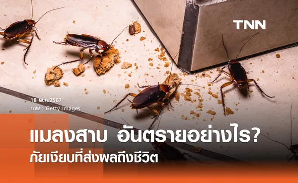 แมลงสาบ ตัวสะสมเชื้อโรค เป็นตัวการสำคัญก่อให้เกิดโรคภูมิแพ้-หอบหืด