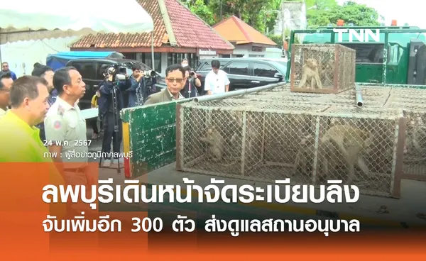 ลพบุรีเดินหน้าจัดระเบียบประชากรลิง จับเพิ่ม 300 ตัว ส่งสถานอนุบาล