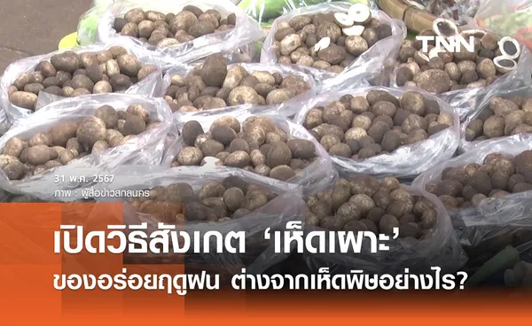 ‘เห็ดถอบ - เห็ดเผาะ’ ของอร่อยประจำฤดูฝนสังเกตอย่างไร ไม่ใช่เห็ดพิษ 