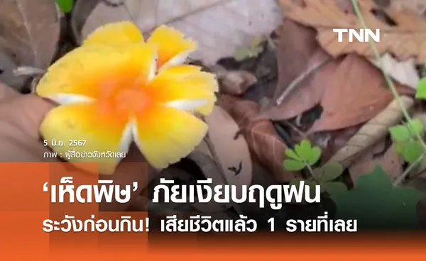 ‘เห็ดพิษ’ ภัยเงียบฤดูฝน หมอเตือนระวังก่อนบริโภค เสียชีวิตแล้ว 1 รายที่เลย