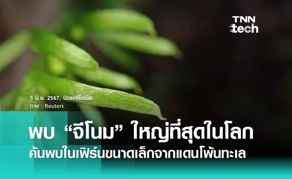 พบ “จีโนม” ที่ใหญ่ที่สุดในโลกในเฟิร์นขนาดเล็กจากดินแดนโพ้นทะเล นิวแคลิโดเนีย  