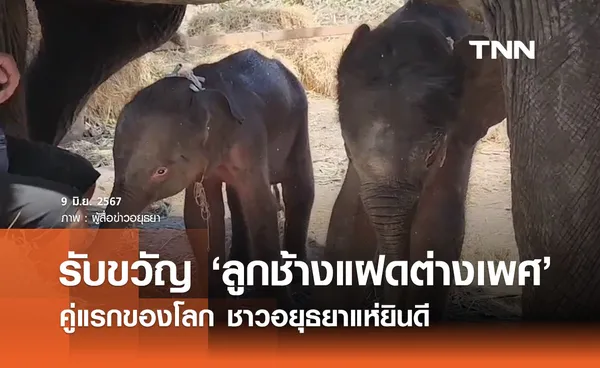 อยุธยาสุดยินดีรับขวัญ ‘ลูกช้างแฝดต่างเพศ’ คู่เดียวของโลก 