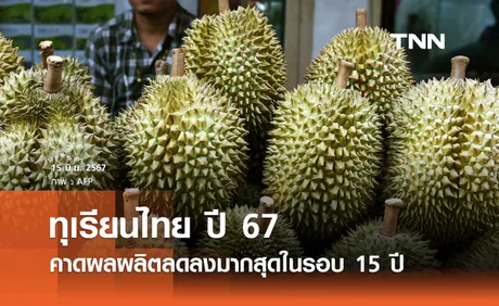 ทุเรียนไทย ปี 2567 คาดผลผลิตลดลงร้อยละ 18 มากที่สุดในรอบ 15 ปี