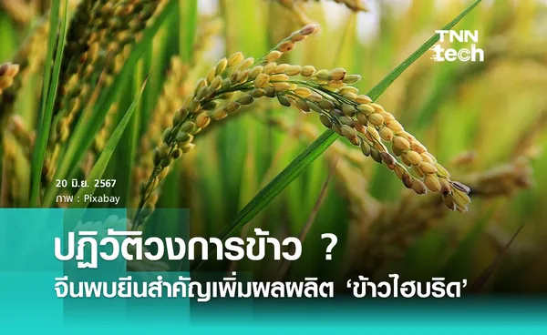 ปฏิวัติวงการข้าว ? จีนพบยีนสำคัญ เพิ่มผลผลิต ‘ข้าวไฮบริด’ เกือบ 40%