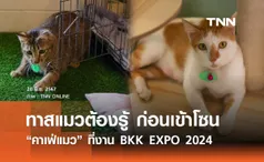 ทาสแมวต้องรู้ เปิดรายละเอียดก่อนเข้าโซน “คาเฟ่แมว” ที่งาน BKK EXPO 2024