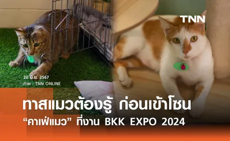 ทาสแมวต้องรู้ เปิดรายละเอียดก่อนเข้าโซน “คาเฟ่แมว” ที่งาน BKK EXPO 2024