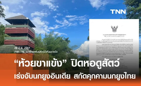 ห้วยขาแข้งปิดท่องเที่ยวหอดูสัตว์ เร่งจับนกยูงอินเดีย สกัดผสมข้ามสายพันธุ์นกยูงไทย