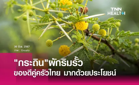 ประโยชน์ของกระถินผักริมรั้ว คู่ครัวไทย