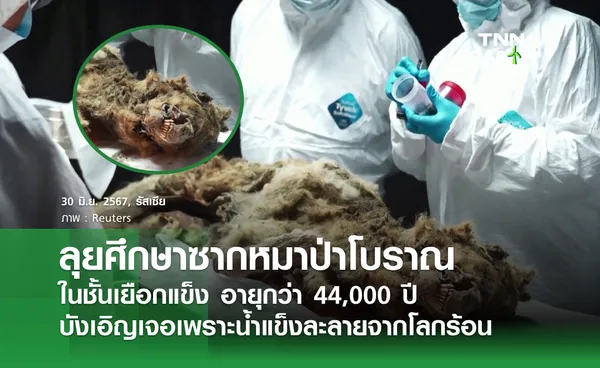 ลุยศึกษาซากหมาป่าโบราณในชั้นเยือกแข็ง อายุกว่า 44,000 ปี บังเอิญเจอเพราะน้ำแข็งละลายจากโลกร้อน