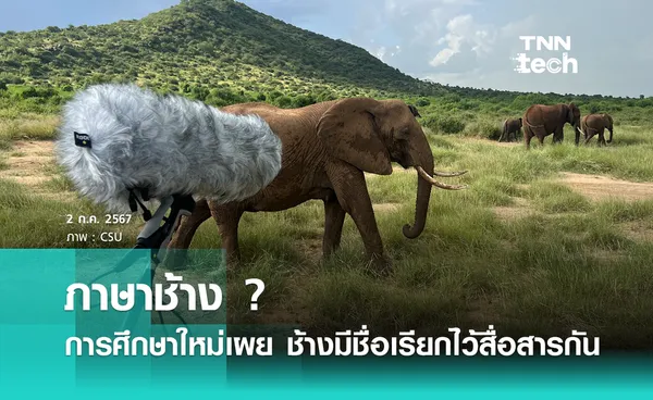 ภาษาช้าง ? การศึกษาใหม่เผย ช้างมี ชื่อเรียก ไว้สื่อสารกัน