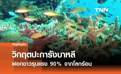 วิกฤตปะการังบาหลี: ฟอกขาวรุนแรง 90% จากโลกร้อน