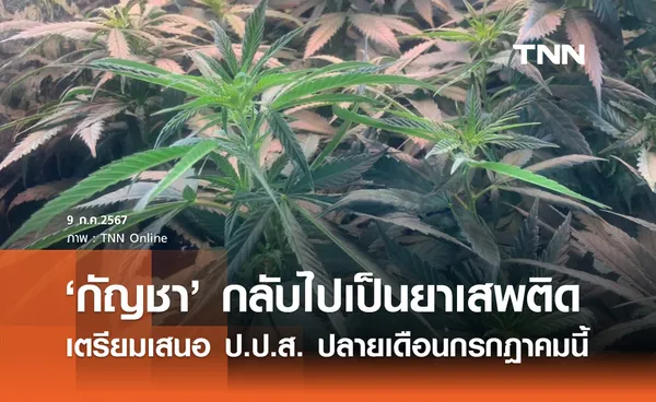 เตรียมเสนอ ป.ป.ส. ให้ กัญชา กลับไปเป็นยาเสพติด ปลายกรกฎาคมนี้