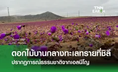 ดอกไม้บานกลางทะเลทรายที่ชิลี ปรากฏการณ์ธรรมชาติจากเอลนีโญ