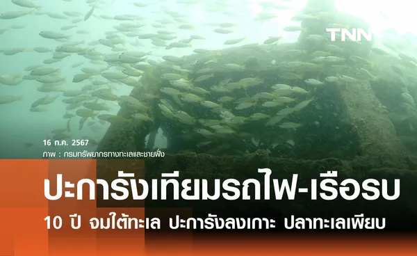 สำรวจปะการังเทียม ตู้รถไฟ-เรือรบ 10 ปีใต้ทะเล พบปะการังลงเกาะ ปลาอาศัยเพียบ