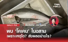 พบ “โคเคน” ในฉลาม เพราะเหตุใด? ส่งผลอย่างไร?