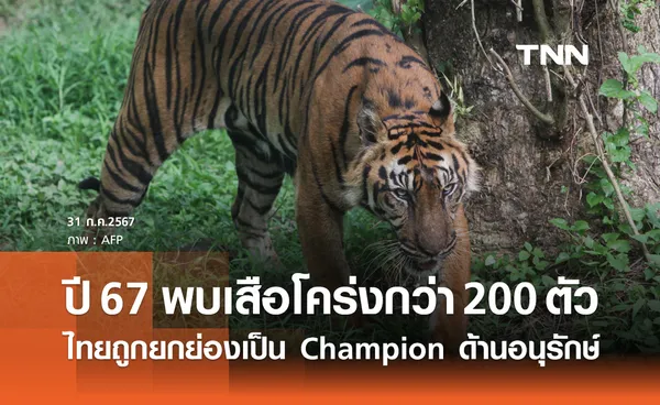 ปี 2567 พบเสือโคร่งในป่าไทยกว่า 200 ตัว ได้รับยกย่องเป็น Champion ด้านอนุรักษ์ฯ