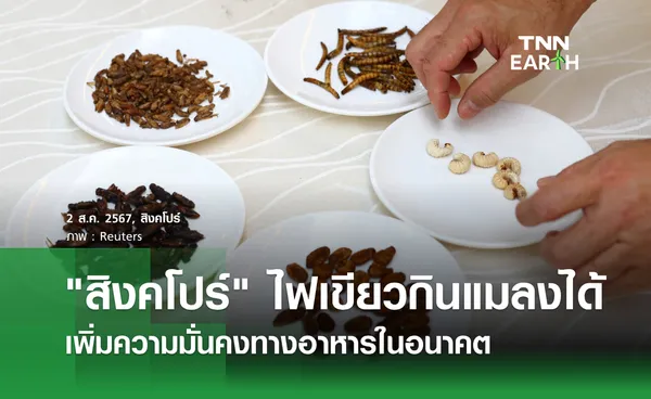 สิงคโปร์ ไฟเขียวกินแมลงได้  เพิ่มความมั่นคงทางอาหารในอนาคต