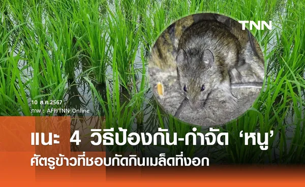 กรมการข้าว แนะ 4 วิธีป้องกัน-กำจัด หนูศัตรูข้าว ปัญหาใหญ่ของชาวนา