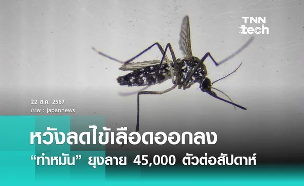 สเปน ทำหมัน ยุงลาย 45,000 ตัวต่อสัปดาห์ หวังลดการเกิดไข้เลือดออกลง